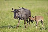 Common Wildebeest nursing its young Pilanesberg NP in RSA