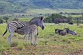 Plains zebra suckling her young Pilanesberg NP in RSA
