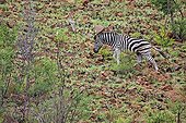 Plains zebra walking in the Pilanesberg NP in RSA