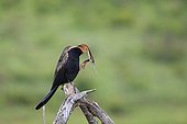 African Darter in the Pilanesberg NP in RSA