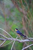 Rufous-chested Swallow in the Pilanesberg NP in RSA