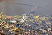 Cape Wagtail in the Pilanesberg NP in RSA