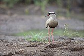 Crowned Lapwing in the Pilanesberg NP in RSA