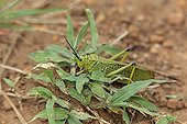 Green Grasshopper in the Pilanesberg NP in RSA