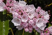 American laurel in bloom in a garden