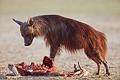Brown hyena eating a Springbok Kalahari Gemsbok NP RSA