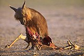 Brown hyena eating a Springbok Kalahari Gemsbok NP RSA