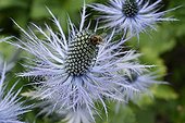 Sea holly in bloom in the Alps