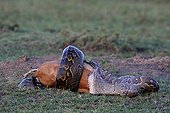 African rock python eating a Thomson's gazelle Masai Mara