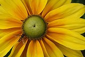 Black-eyed Susan 'Irish Eyes' in bloom in a garden