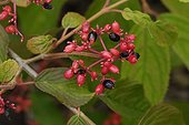 Mooseberry in fruit in a garden