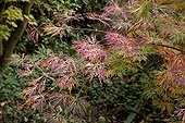 Japanese maple 'Green Cascade' in a garden