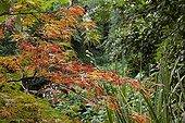 Japanese maple 'Green Cascade' in a garden in autumn