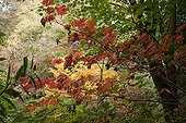 Japanese maple a garden in autumn
