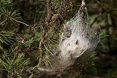 Pine processionary caterpillar nest in a garden