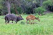 Nyala male following a female in heat PN Kruger RSA