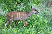 Young Nyala male in PN Kruger RSA
