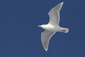 Glaucous gull flying Norway