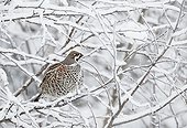 Hazel grouse on a branch with snow Kuusamo