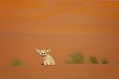 Fennec sitting in the Sahara Desert Morocco