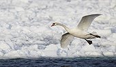 Mute swan about to land in the water Finland