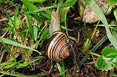 Glow-worm larva attacking a snail France