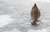 Water rail looking for food under the ice Finland