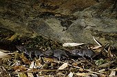 Greater White-toothed Shrew and youngs moving in row