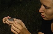 Scientific feeding a Greater White-toothed Shrew France ; Scientific: Élodie Magnanou