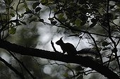 Red squirrel careful on a branch of alder Vosges France