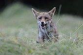 Red fox searching for preys in the hay in the Vosges France