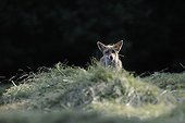 Red fox searching for preys in the hay in the Vosges France