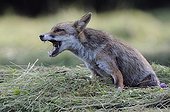 Red fox searching for preys in the hay in the Vosges France