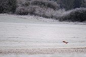 Red fox hunting in a frozen meadow in the Vosges France