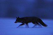 Red fox hunting at night in the snow in the Vosges France