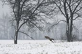 Red fox hunting in a snowy meadow in the Vosges France