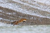 Red fox hunting in a snowy meadow in the Vosges France