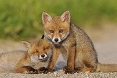 Red foxcubs resting on a way in the Vosges France
