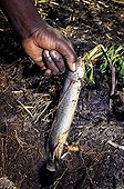 West African Lungfish just extract of its cocoon Cameroon