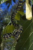 Philippine mangrove snake Luzon Philippine