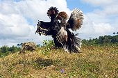 Cock Fighting Guimaras Island Philippines