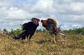 Cock Fighting Guimaras Island Philippines