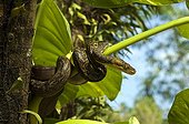 Timor python wrapped around a stalk Timor Flores