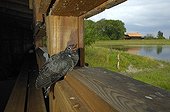 Young common cuckoo in a blind Switzerland ; He was raised by a couple of Wagtails. 
