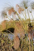 Papyrus in the swamps of the Okavango Delta Botswana