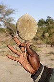 Fruit of the Baobab in the Okavango Delta in Botswana