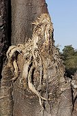 Baobab eaten by elephants in the Okavango Delta 