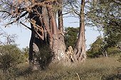 Baobab eaten by elephants in the Okavango Delta 