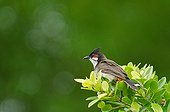 Red-whiskered Bulbul in Maurice island Indian Ocean