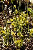 Carnivorous in the Parc Floral de Haute Bretagne France